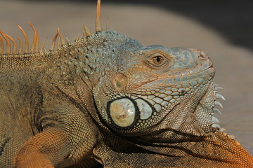 Iguana  is a genus of herbivorous lizards that are native to tropical areas of Mexico, Central America, South America, and the Caribbean. 