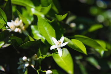 Beautiful orange blossoms and flowers at orange tree in sunny day at summer season