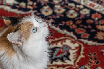 Portrait of a beautiful adult fluffy long-haired tri-colored cat with green eyes and pink nose looking up