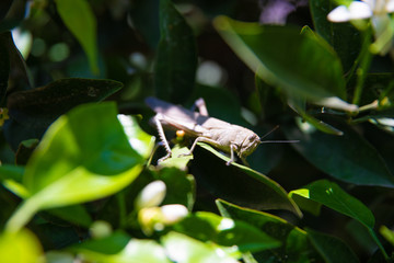Grasshopper on green leaves at nature in the spring or summer season