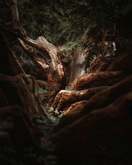 Dark tree trunks in woods. Light shining in the middle. Green and brown tones. Magical vibes