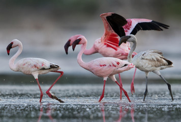 Beautiful Lesser Flamingos