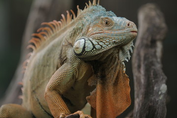 Iguana  is a genus of herbivorous lizards that are native to tropical areas of Mexico, Central America, South America, and the Caribbean. 