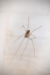 Holocnemus pluchei, the marbled cellar spider, is a cellar spider species found around the Mediterranean.