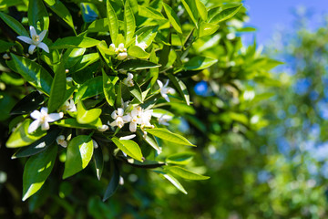 Beautiful orange blossoms and flowers at orange tree in sunny day at summer season