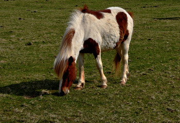 Łaciaty koń © Rafal