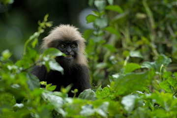 Nilgiri Langur Smile like human