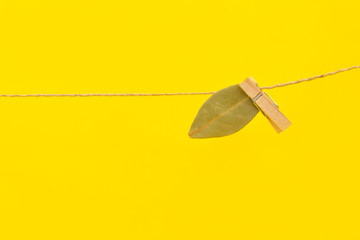 
bay leaf hanging on a rope on a yellow background