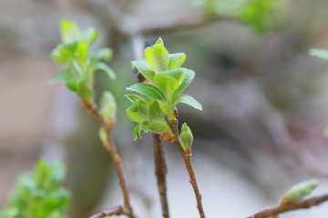 Pflanzen spriessen im Frühling