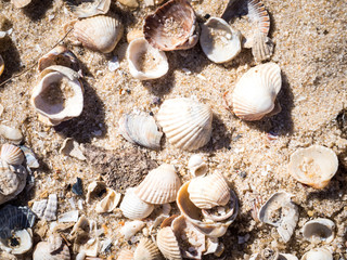 Sea shells, sand and rocks on the beach background