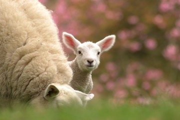 lamb baby 