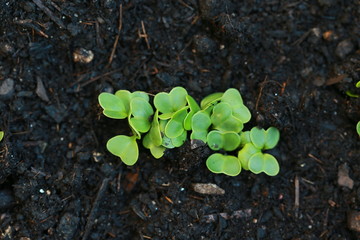 Pflanzen spriessen im Fr&uuml;hling