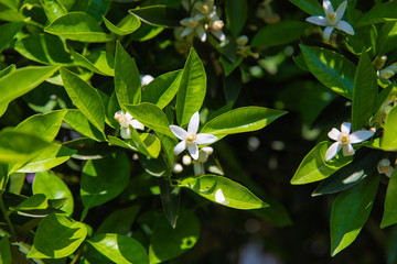 Beautiful orange blossoms and flowers at orange tree in sunny day at summer season