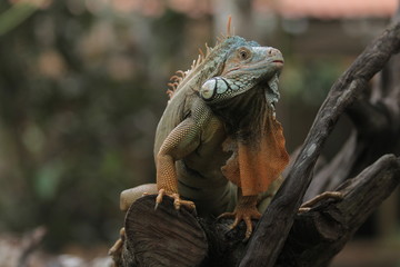 Fototapeta premium Iguana is a genus of herbivorous lizards that are native to tropical areas of Mexico, Central America, South America, and the Caribbean. 
