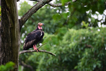 King Vulture on tree