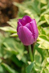 pink tulip on a green background