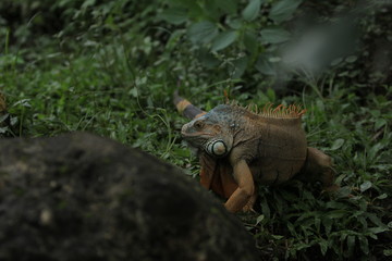 Iguana  is a genus of herbivorous lizards that are native to tropical areas of Mexico, Central America, South America, and the Caribbean. 