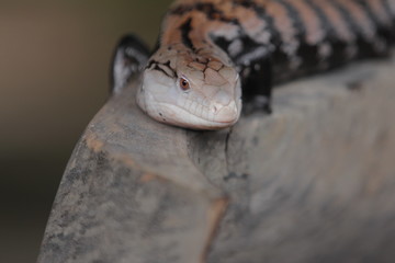 They are commonly called blue-tongued lizards or simply blue-tongues  in Australia.