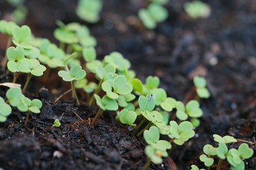 Pflanzen spriessen im Frühling