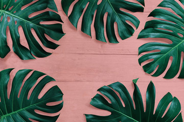 Tropical leaf Monstera or split-leaf philodendron (Monstera deliciosa) the tropic plant leaves composition on orange pink wood pastel color background, flat lay nature frame layout. © Chansom Pantip