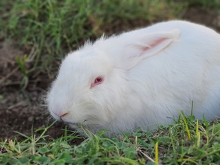 rabbit on grass