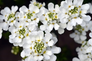 Immergrüne Schleifenblume
