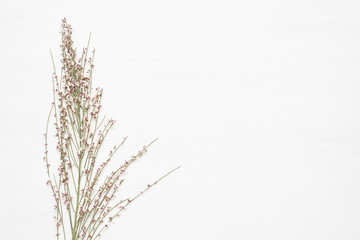 Fototapeta premium Plant branch with flowers on the white background.
