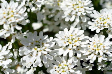 Immergr&uuml;ne Schleifenblume