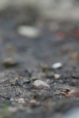 Pflanzen spriessen im Frühling