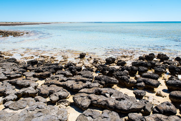 Stromatolites of Hamelin Pool in Shark Bay - the oldest living fossils on Earth. World Heritage...