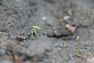 Pflanzen spriessen im Frühling