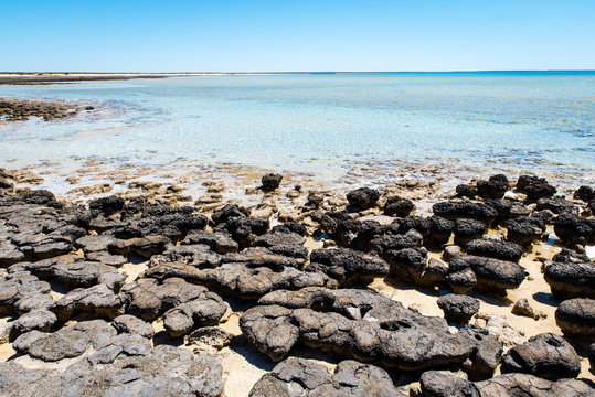 Stromatolites of Hamelin Pool in Shark Bay - the oldest living fossils on Earth. World Heritage Site in Western Australia