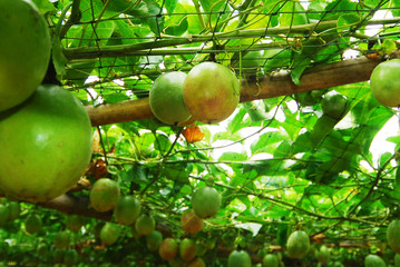 lots of raw and fresh passion fruit on the tree, passion fruit farm