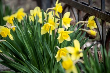 Yellow daffodils bloom in April