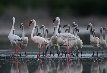 Lesser Flamingos and reflection, Lake Bogoria