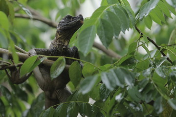 Soa-soa layar / Hydrosaurus amboinensis is the largest semi-aquatic lizard in the Agamidae family. At first glance, the body shape more like miniature dinosaurs or dragons