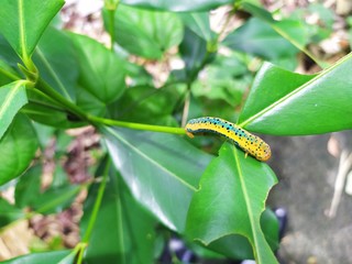 Butterfly caterpillar on a leaf