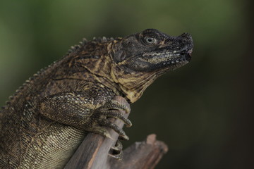 Soa-soa layar / Hydrosaurus amboinensis is the largest semi-aquatic lizard in the Agamidae family. At first glance, the body shape more like miniature dinosaurs or dragons