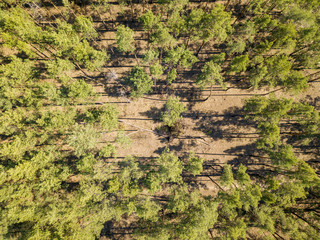 Pine forest in sunny weather in spring. Aerial drone view.