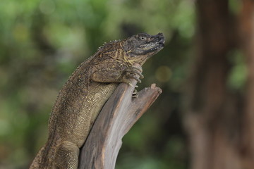 Soa-soa layar / Hydrosaurus amboinensis is the largest semi-aquatic lizard in the Agamidae family. At first glance, the body shape more like miniature dinosaurs or dragons