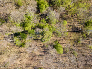 Pine forest in sunny weather in spring. Aerial drone view.
