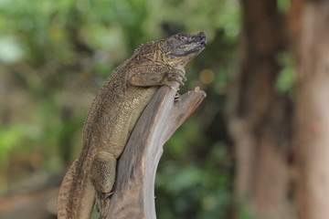 Soa-soa layar / Hydrosaurus amboinensis is the largest semi-aquatic lizard in the Agamidae family. At first glance, the body shape more like miniature dinosaurs or dragons