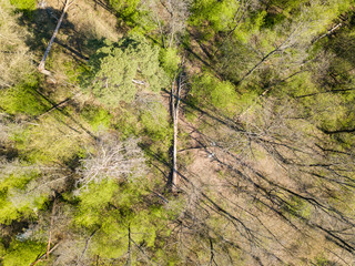Fallen tree in the coniferous forest in spring. Aerial drone view.