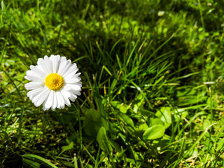 daisy in grass