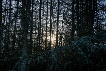Sunset in forest