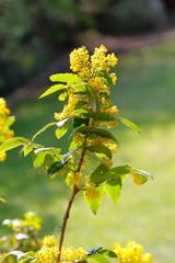 Ein blühender Zweig einer Stechpalme