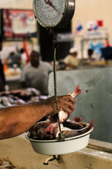 Man taking weighing fish on a scale