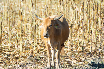 vaca