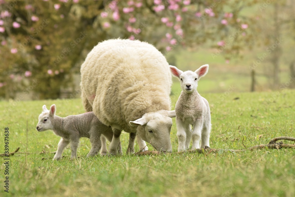 Wall mural  lamb and sheep