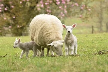 Tuinposter  lamb and sheep © Monika